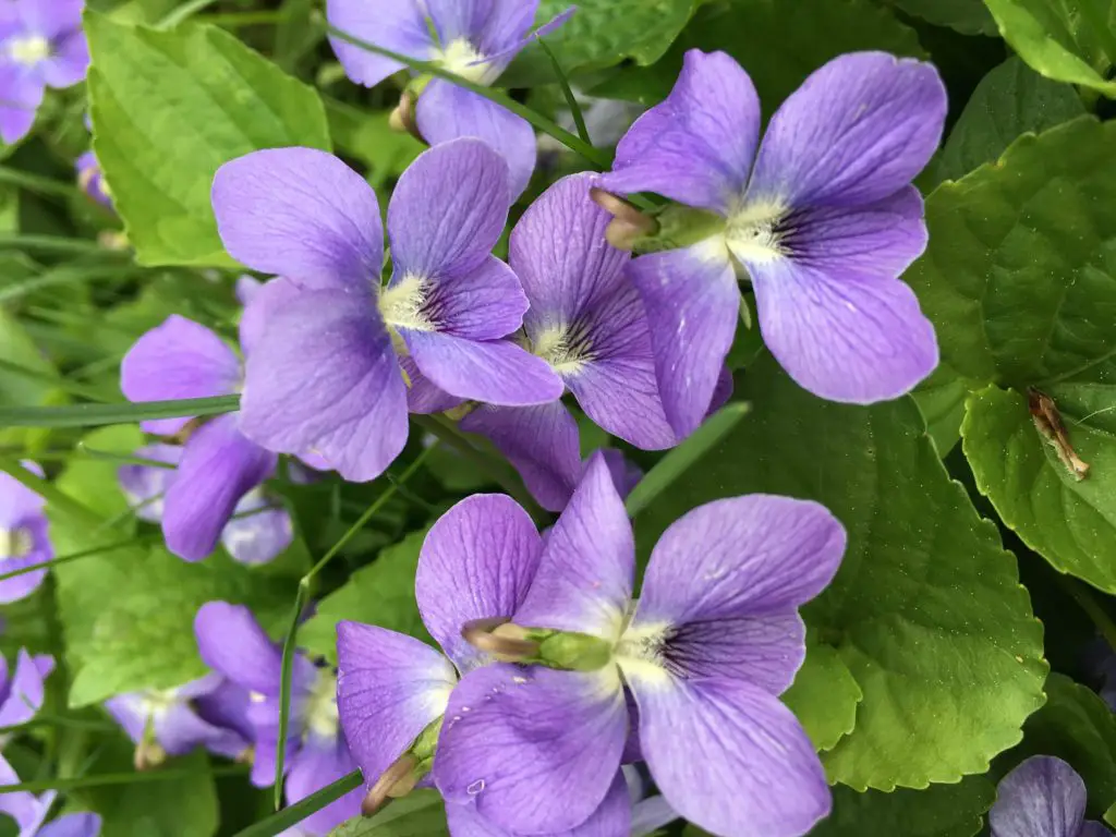 Pictures of violets