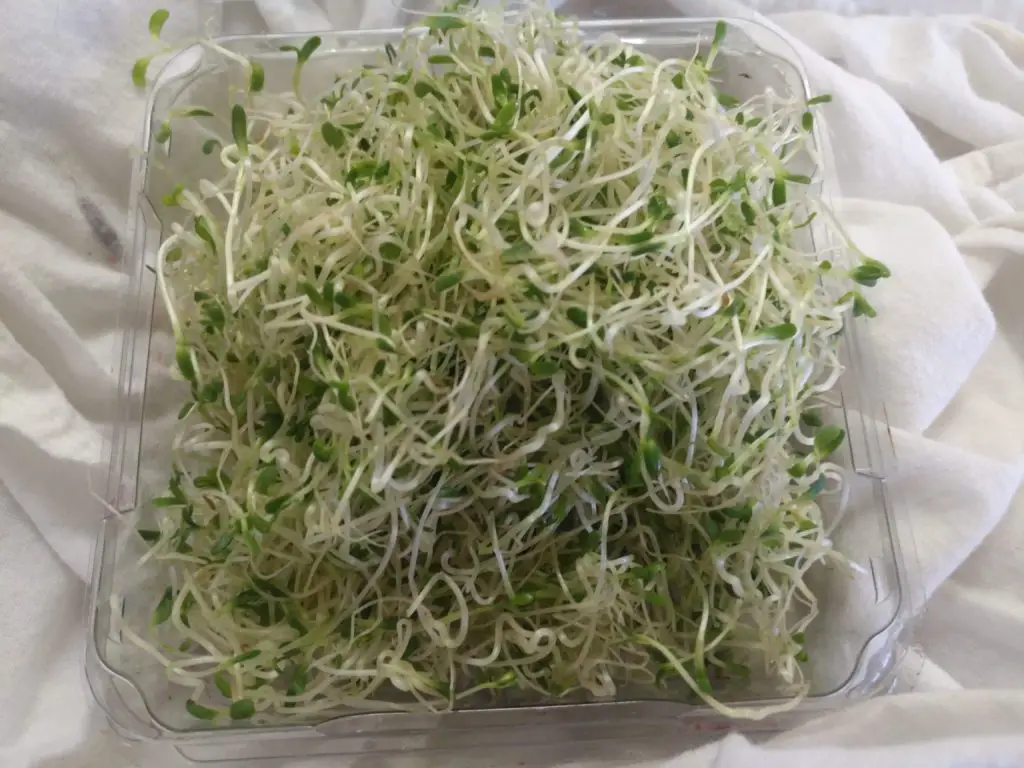 grow your own sprouts alfalfa