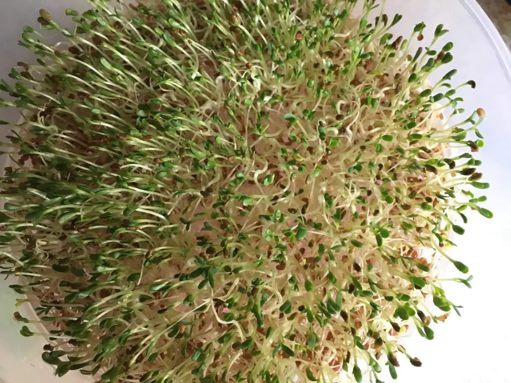 alfalfa sprouts 