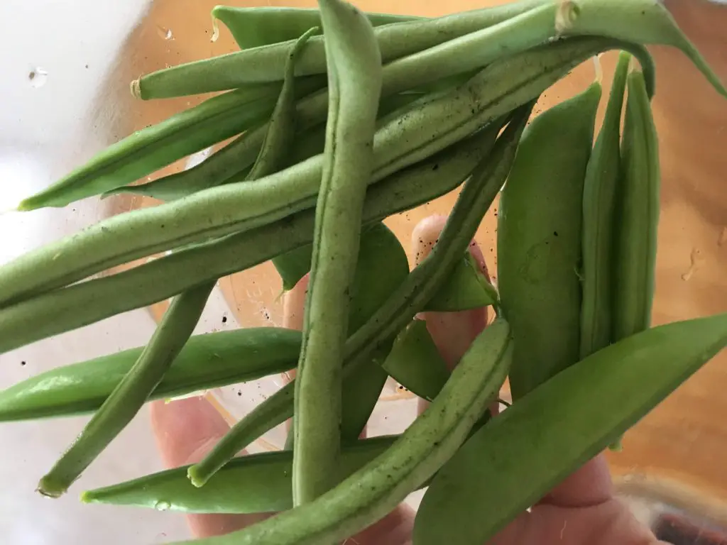 handful of green beans