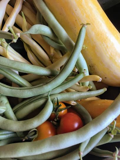 vegetable garden bounty