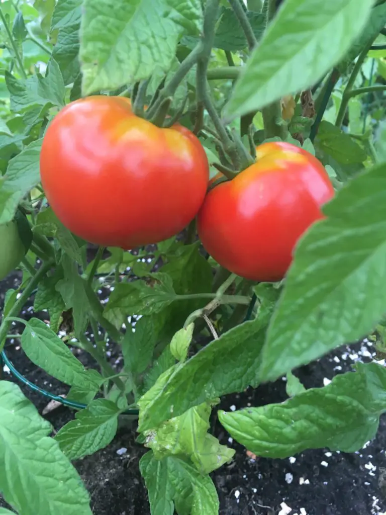 homegrown red tomatoes