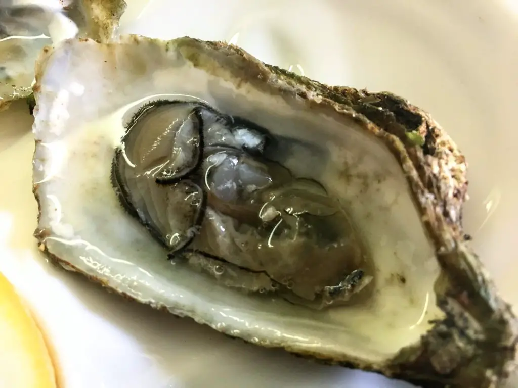 oyster on the half shell