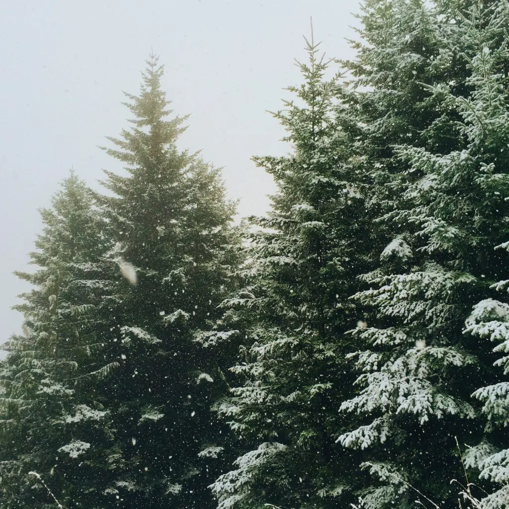 snowy evergreen trees