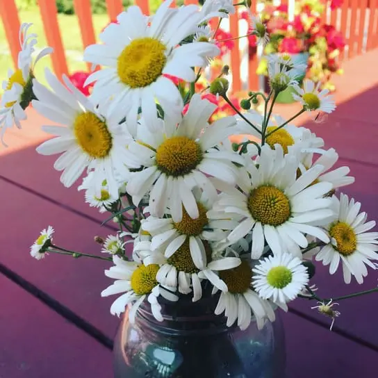 a bouquet of garden daisies