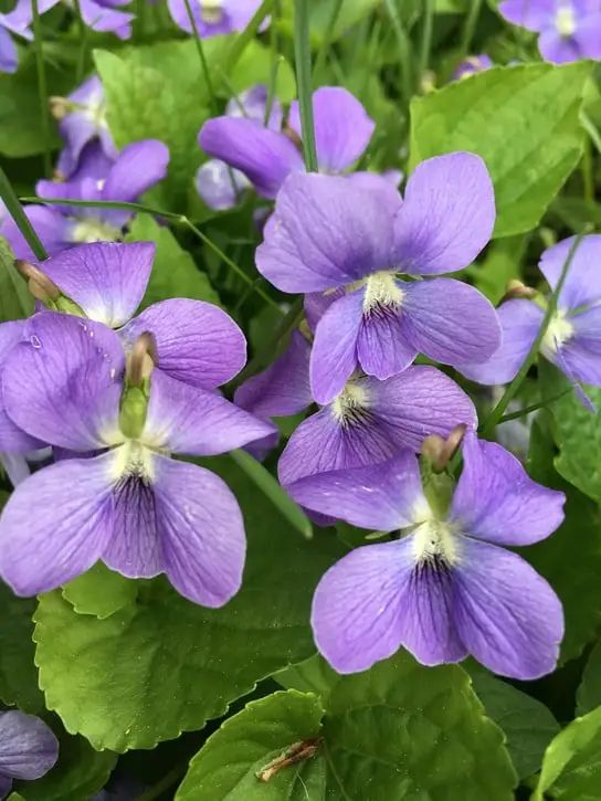 foraging for violets
