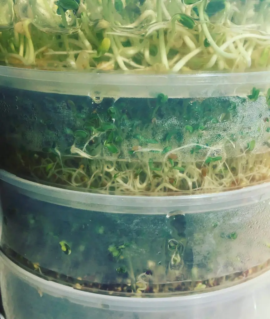 How To Grow Your Own Sprouts At Home Vintage Kitchen Vixen