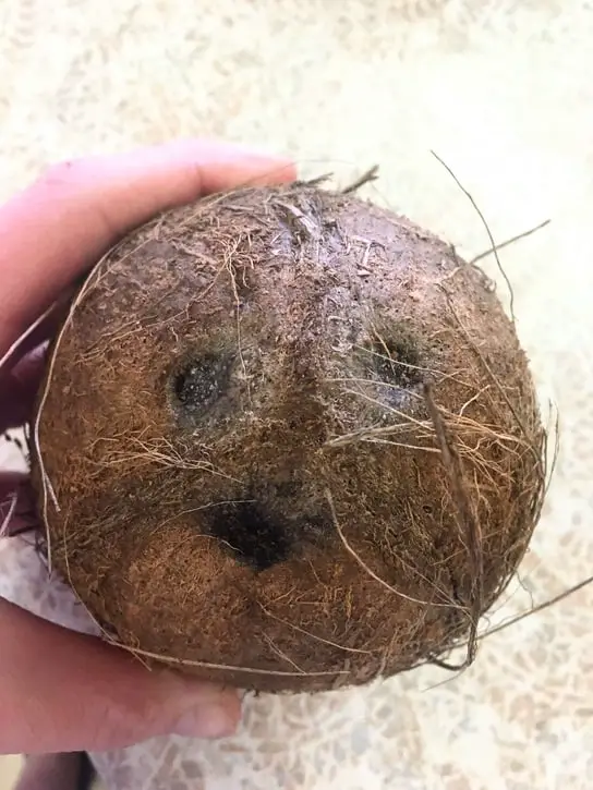 coconut eyes