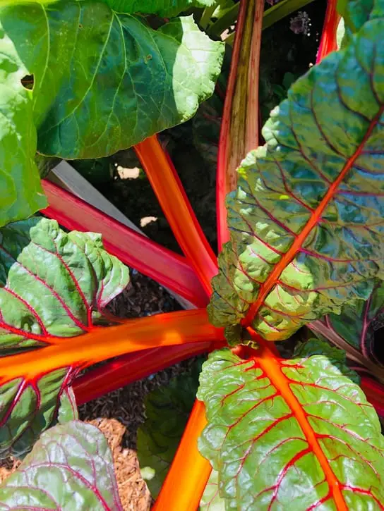 what I'm planting Swiss chard for victory garden