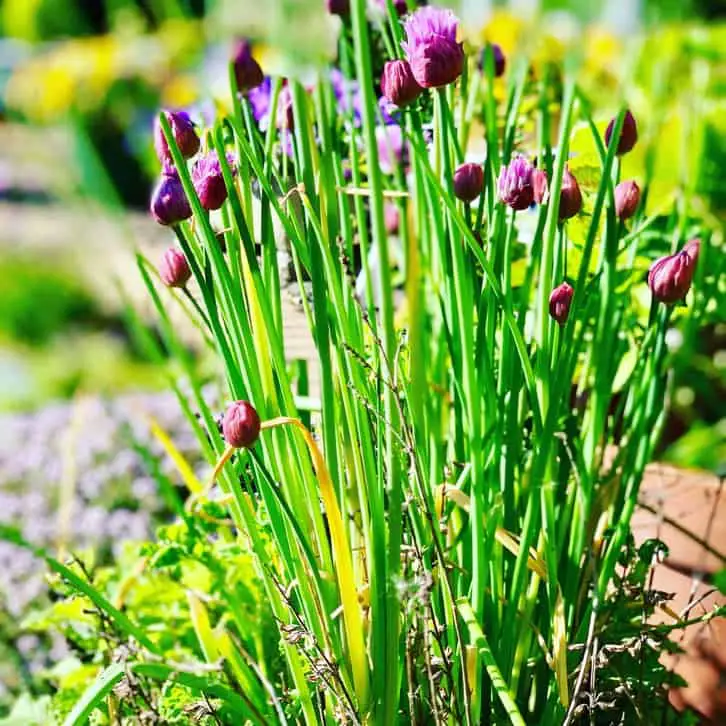 victory chives: what I'm planting