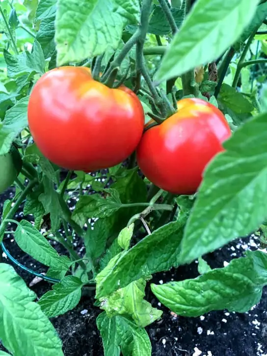 garden tomatoes