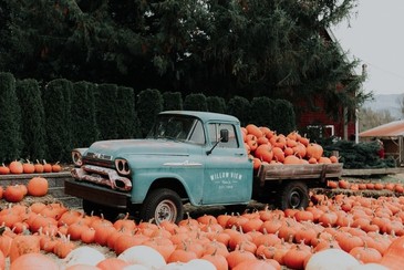 blue vintage pick up truck full of pumpkins