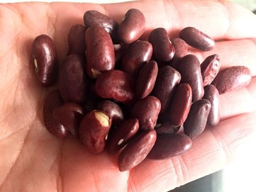 handful of dried kidney beans